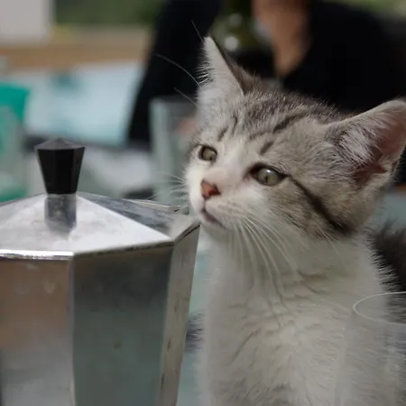 Lägenhet 3 Etoiles Pietra Gemina - De Vacances, Au Calme, Avec Piscine *